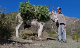 Por primera vez, ‘Hidalgo, rastreador de yuyos, pastor de lejanías’ se presenta en Villa Mercedes