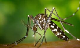 En un mes realizaron 1.000 relevamientos para mapear zonas de riesgo de dengue