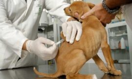 Jornada por el Día Mundial de la Rabia: habrá vacunación y atención gratuita para mascotas