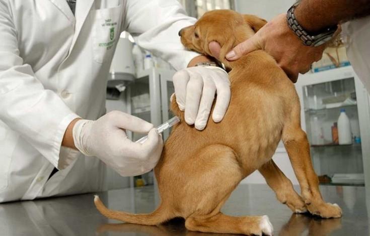 En este momento estás viendo Jornada por el Día Mundial de la Rabia: habrá vacunación y atención gratuita para mascotas