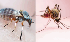 Invasión de insectos en San Luis con la llegada del calor
