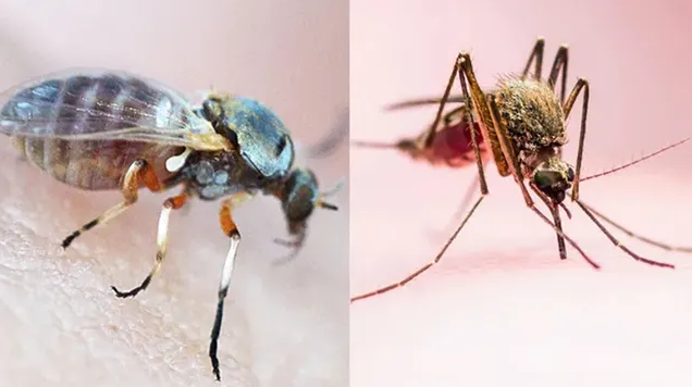 Lee más sobre el artículo Invasión de insectos en San Luis con la llegada del calor