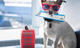 San Luis se vuelve “pet-friendly”: Aprueban ordenanza que beneficia a comercios que acepten mascotas