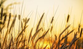 Se mantienen las condiciones climáticas y subirán las temperaturas