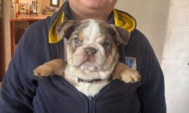 Dos niños buscan desesperadamente a su perrita: se la robaron del patio de su casa