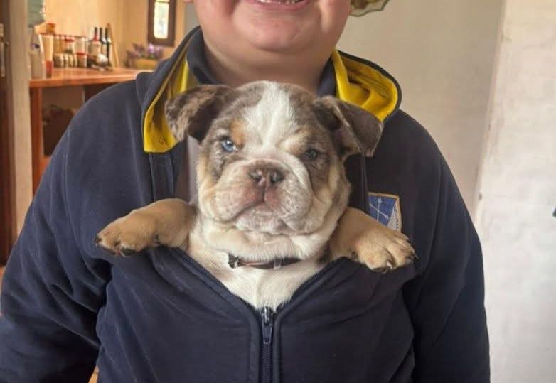 En este momento estás viendo Dos niños buscan desesperadamente a su perrita: se la robaron del patio de su casa