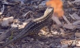 El biólogo Ernesto de la Vega aclara el misterio detrás del video viral del lagarto que “escupe fuego”