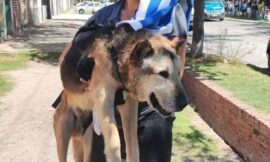 San Luis homenajeará a “Cabezón” con un monolito y una jornada de concientización sobre el cuidado animal