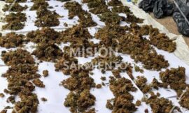 Misión Sarmiento: secuestraron marihuana valuada en más de $8.000.000 durante un allanamiento en Carpintería