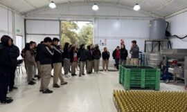 Los vinos de Sol Puntano fueron premiados con cuatro medallas de oro en un certamen internacional