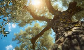 ¿Nos adelantamos? Este año la primavera no empieza el 21 de septiembre