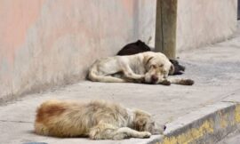 Adoptame Villa Mercedes impulsa un proyecto de ley para crear un registro de infractores por maltrato animal