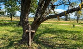 Villa Mercedes tiene un cementerio gratuito para mascotas donde cada despedida puede convertirse en un árbol